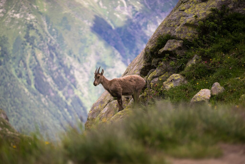 Chamois dans la montagne.